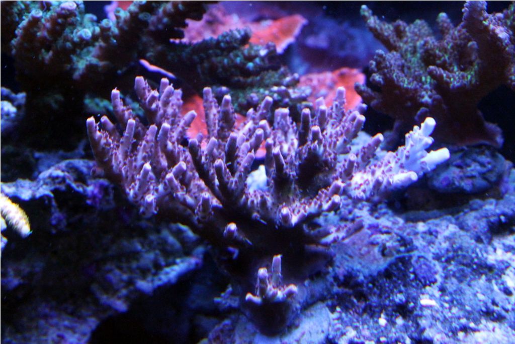 Frags012_zpse0d936c3.jpg