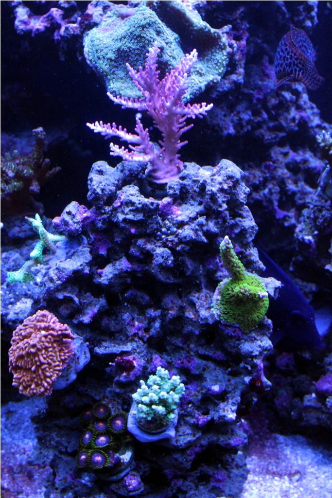 Frags046_zpsc9d3fa86.jpg