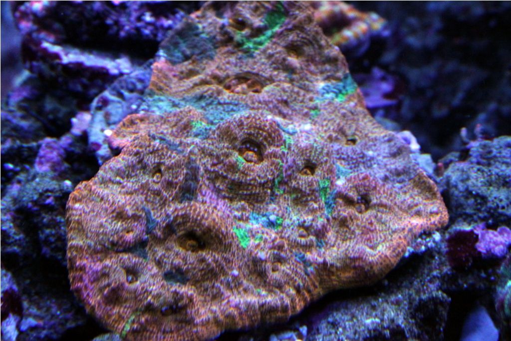 Frags055_zps358a2371.jpg