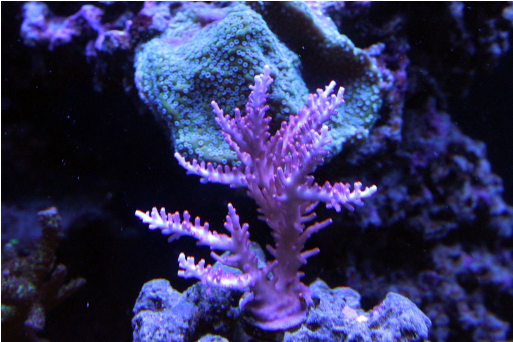 Frags059_zps7db0a481.jpg