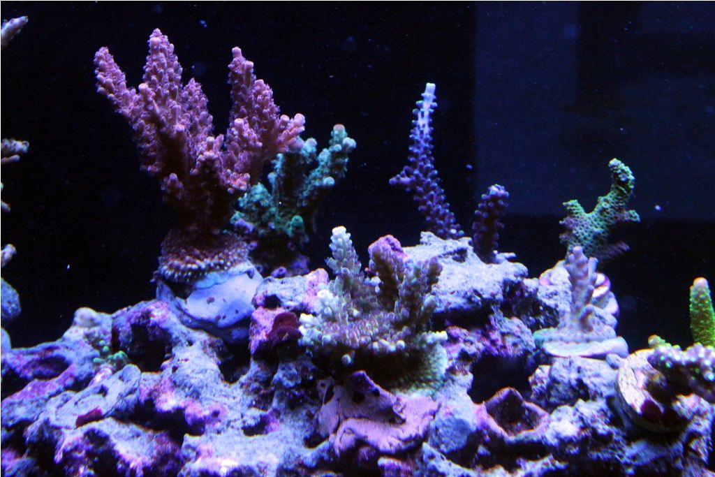 Frags062_zps071e3539.jpg