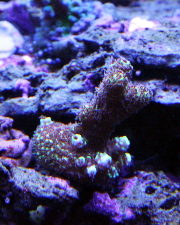 Frags069_zpsb8c602e4.jpg