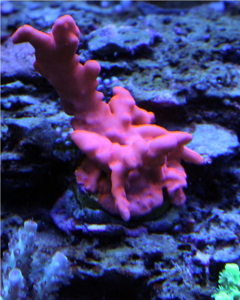Frags070_zps726ee3b4.jpg