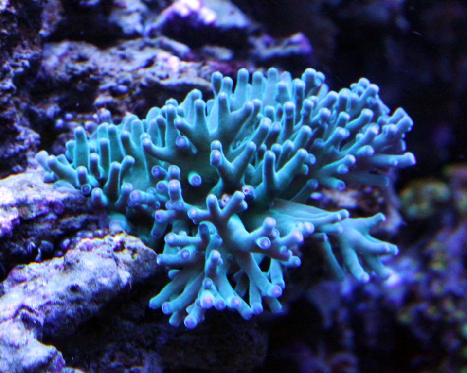 Frags073_zps83bc94b9.jpg