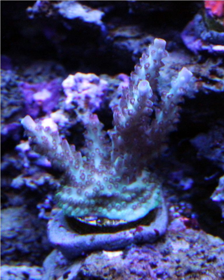 Frags075_zpsf37f56c5.jpg