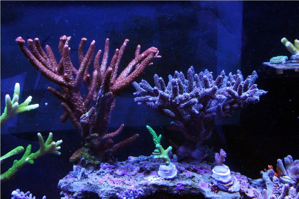 Frags080_zps4836dbdb.jpg