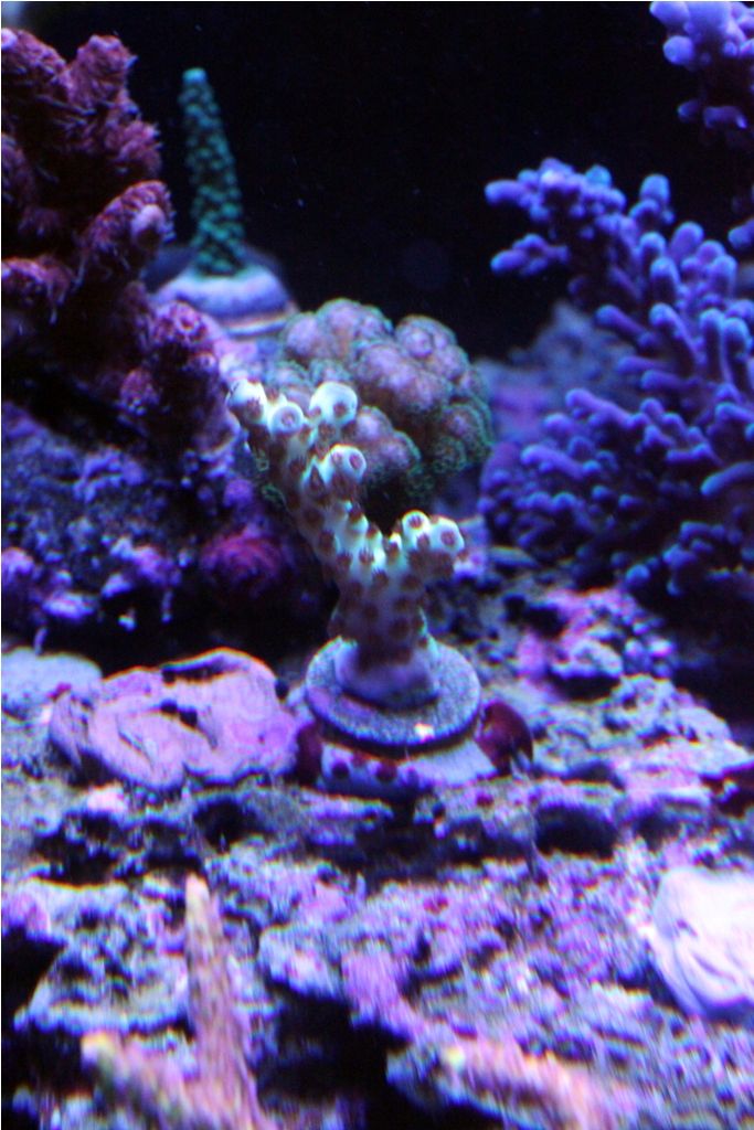 Frags082_zps88db87da.jpg