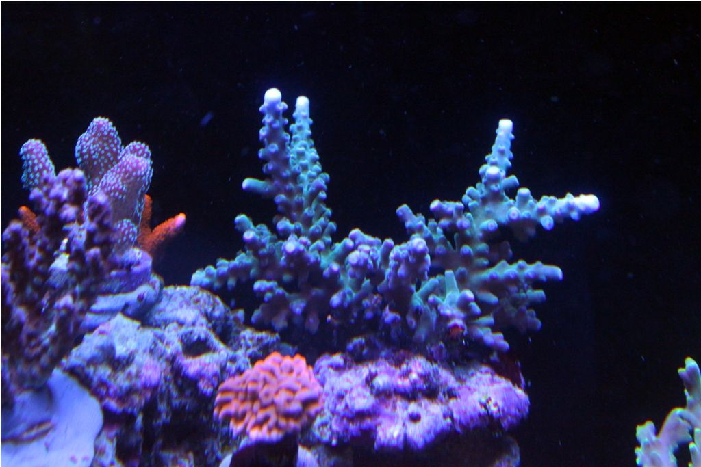 Frags086_zps974cb2f5.jpg