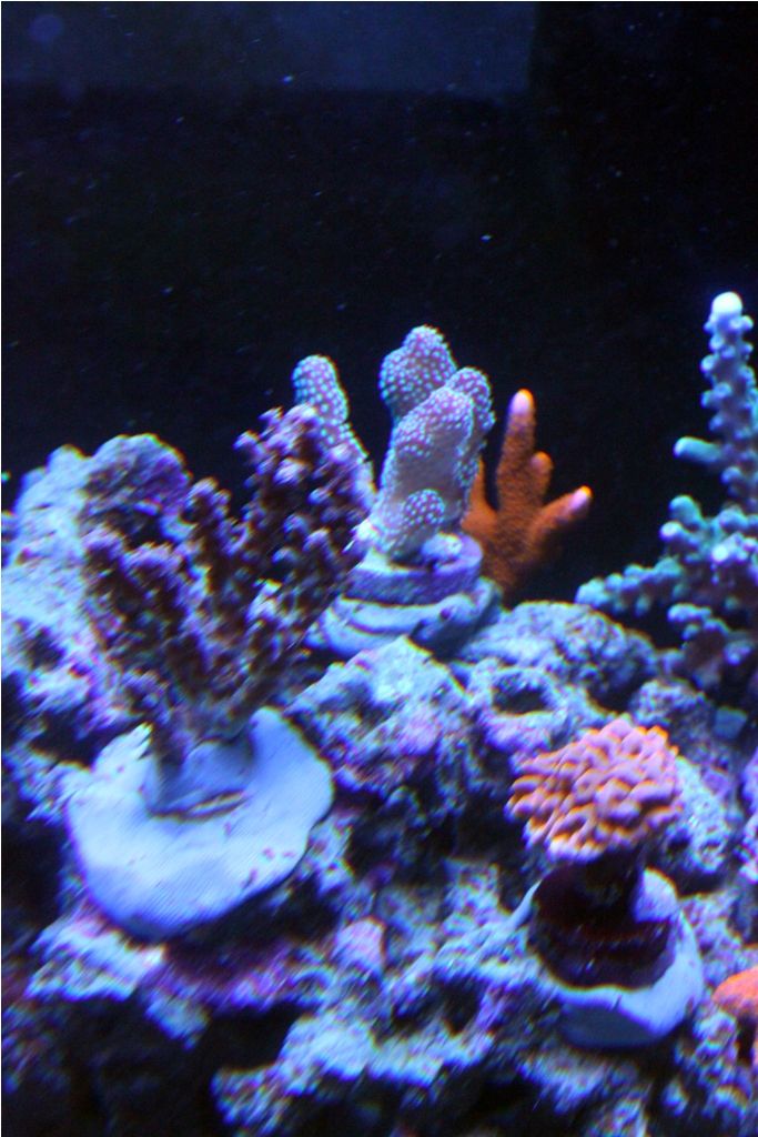 Frags088_zps1cb5002d.jpg
