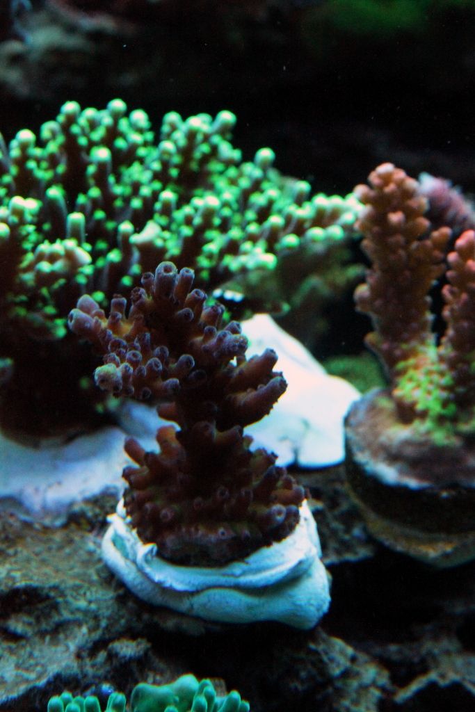 RRCorals066_zpsf673cbfd.jpg