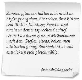 Zimmerpflanzen wachsen gleichmäßiger wenn sie regelmäßig Richtung Sonnenlicht gedreht werden