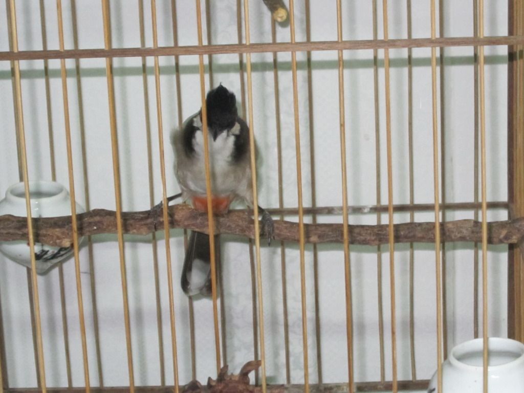 IMG_4119.jpg