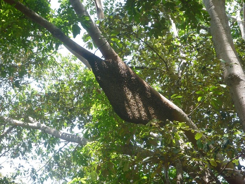Beehive swinging photo R_BEEHIVE.jpg