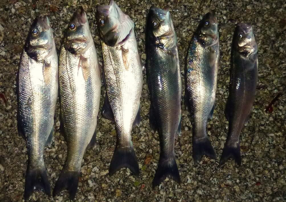 BassFishing2012015.jpg