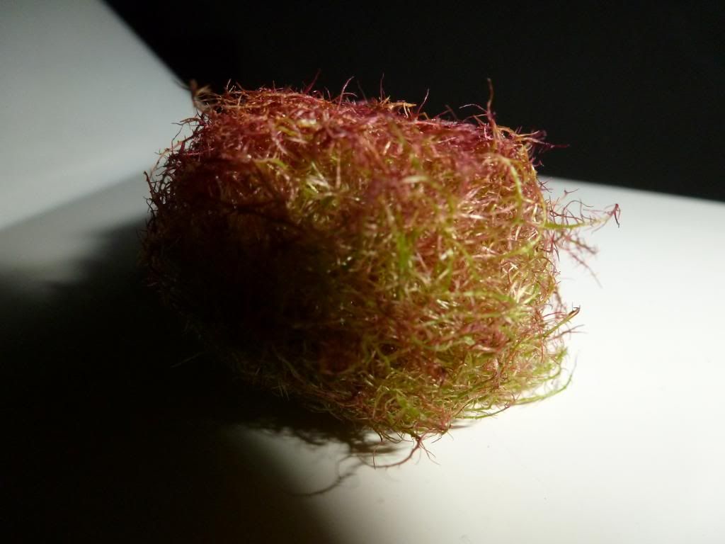 Closeups2013xxxxxxxxxxx001.jpg