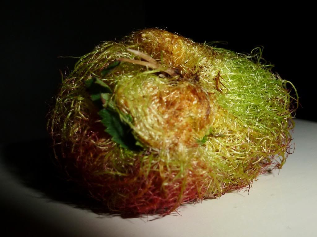 Closeups2013xxxxxxxxxxx003.jpg