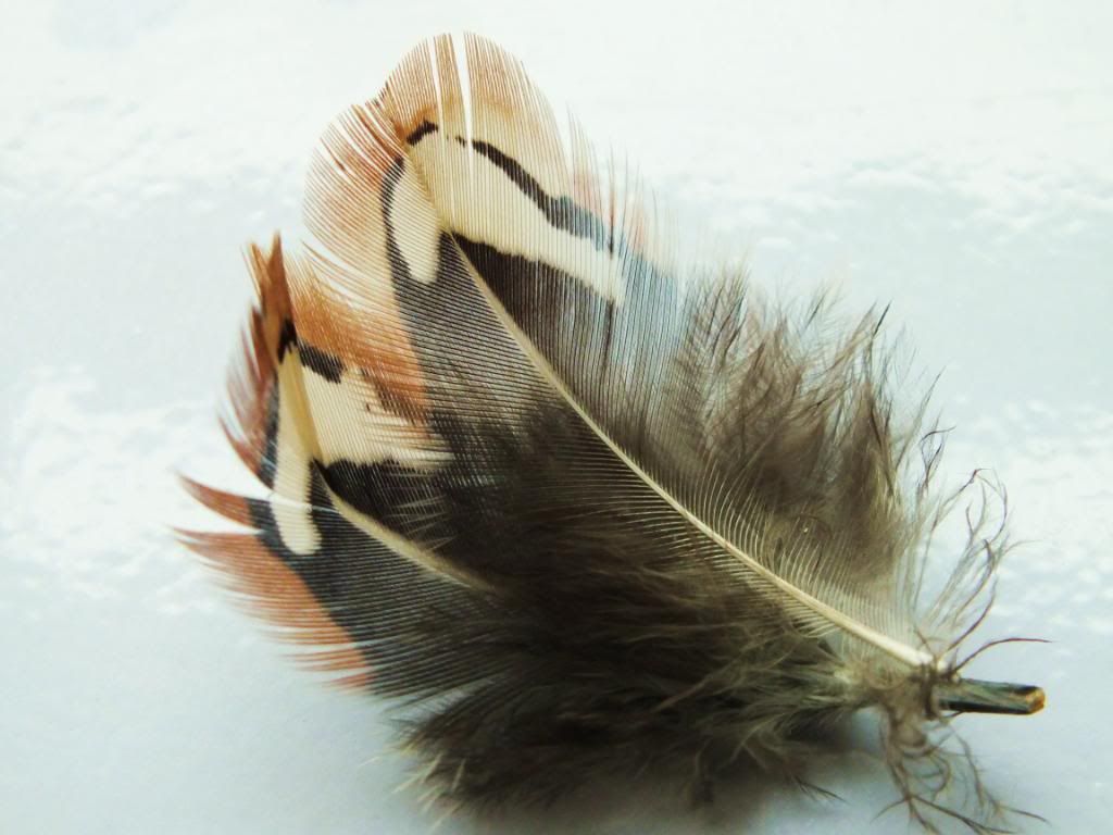 Feather003.jpg