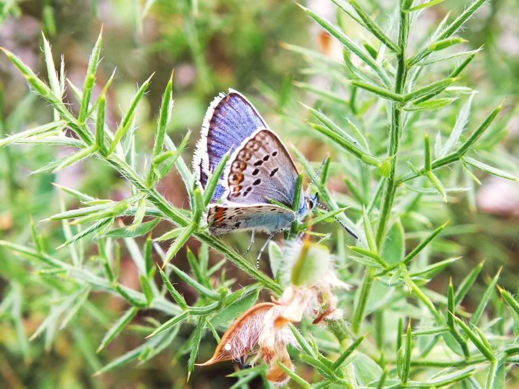 Insects2012066.jpg