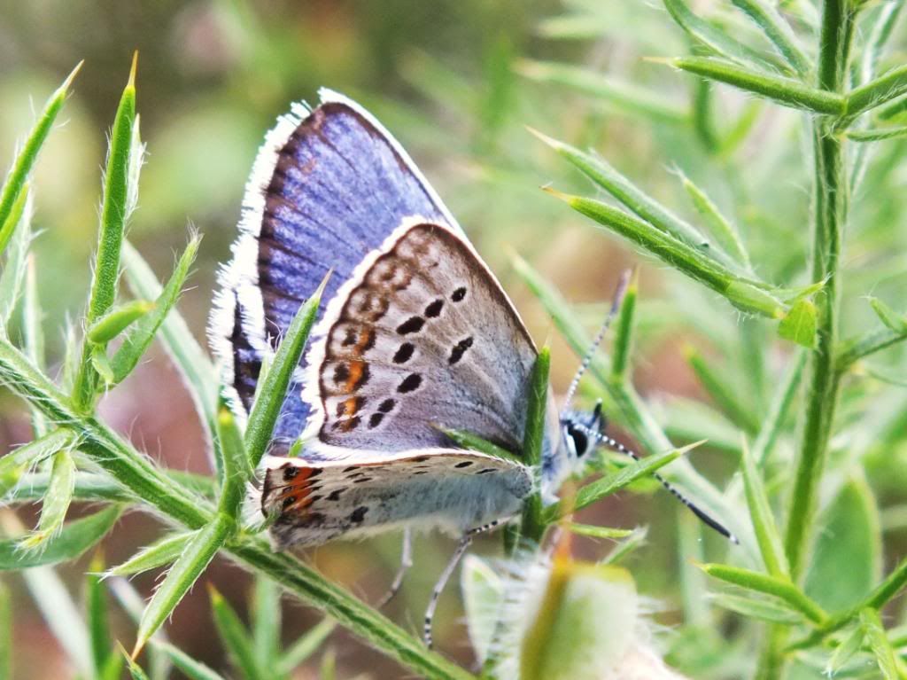 Insects2012067.jpg