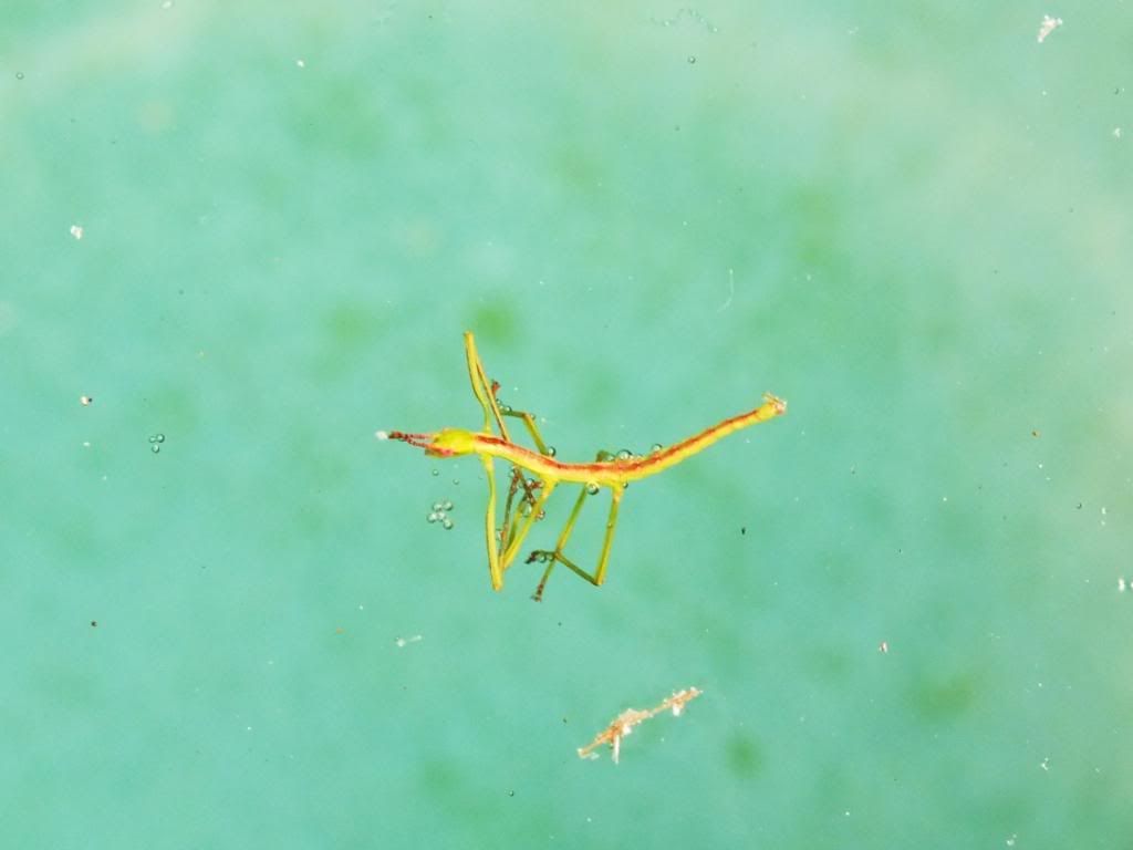 Insects2012068.jpg