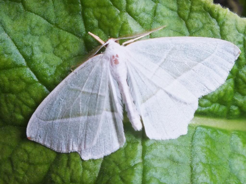 WhiteMoth2012004.jpg