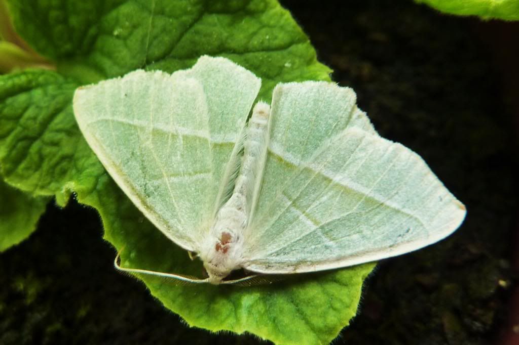 WhiteMoth2012Pana008.jpg