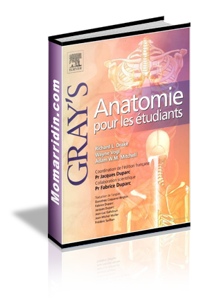 Gray's Anatomie original complet Gray's Anatomie original complet
