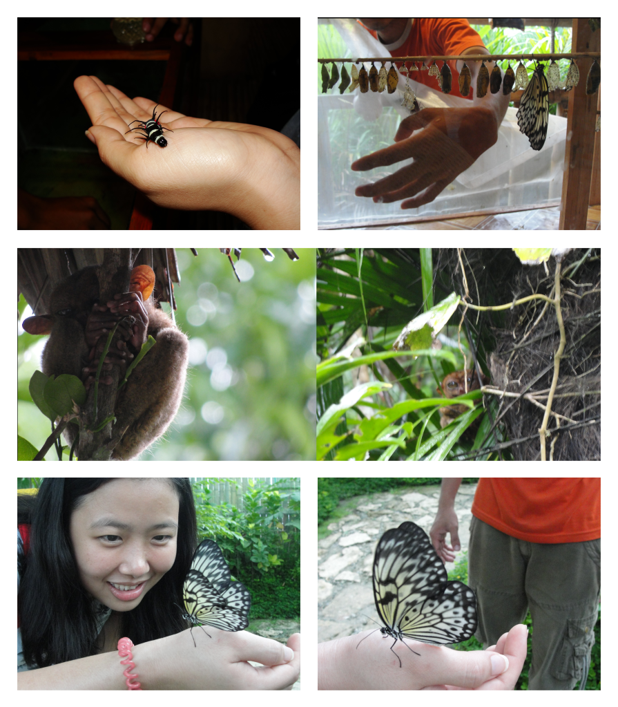 Butterfly Museum and Tarsier Sanctuary