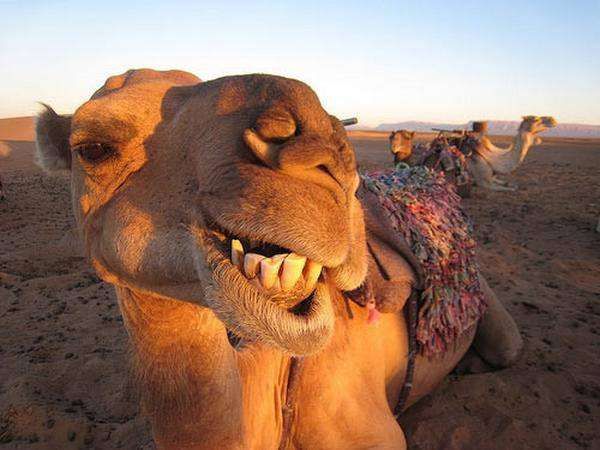 hump day photo: it hump day 0Camel_zps1c61163f.jpg