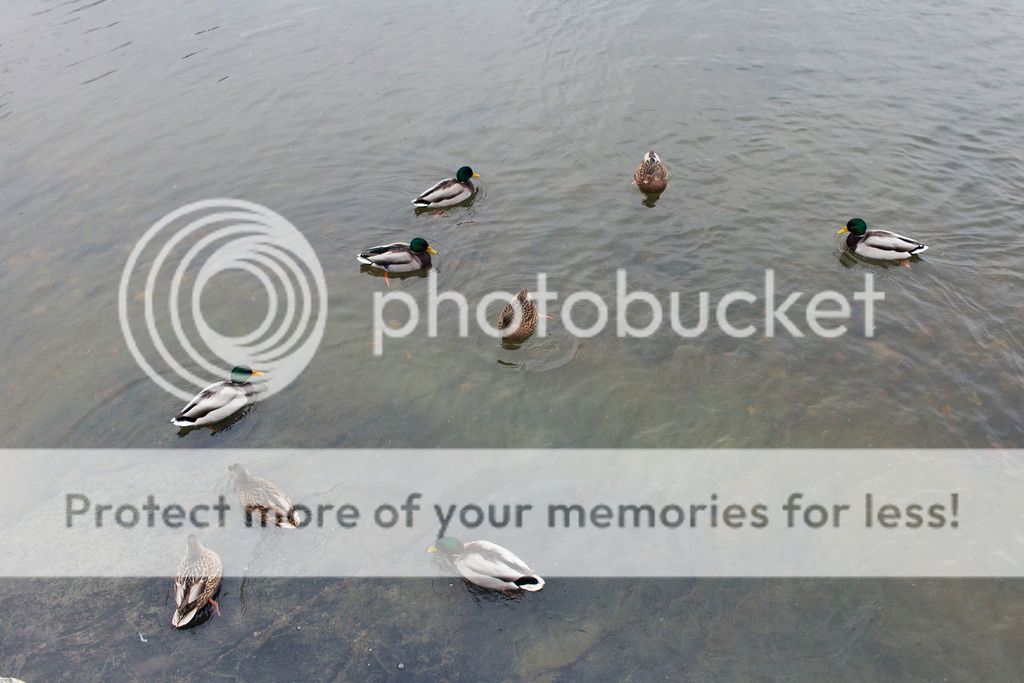  photo _MG_0045_zpsacruvcsn.jpg