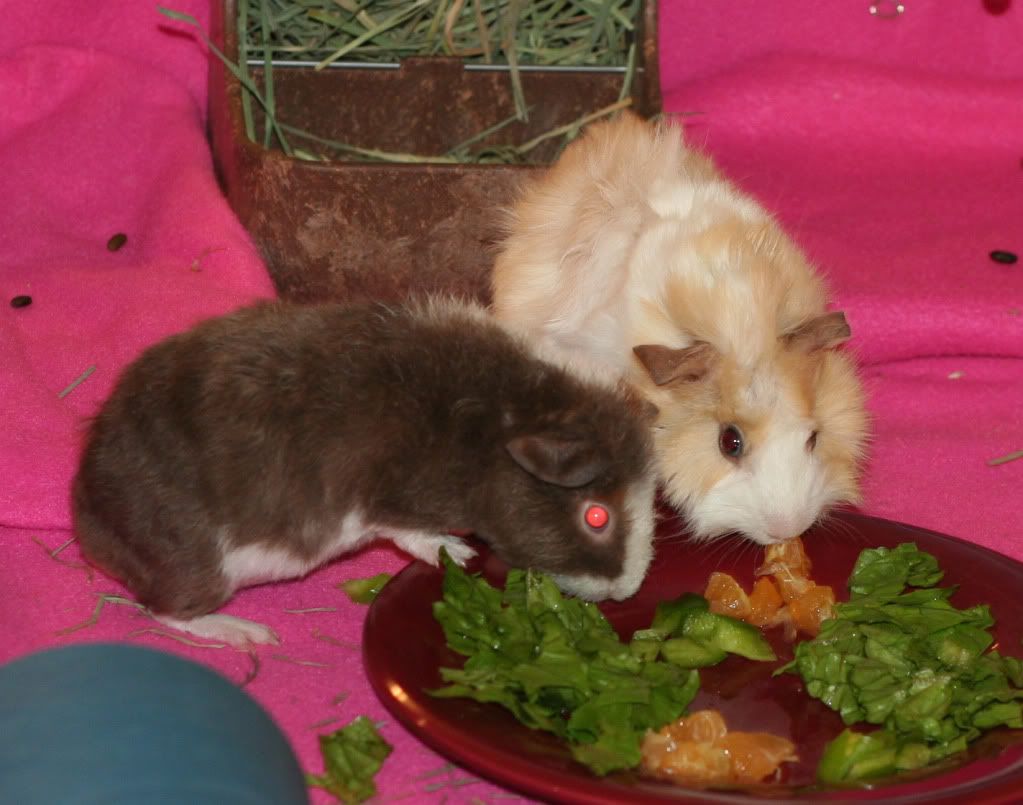 2piggiescrop.jpg